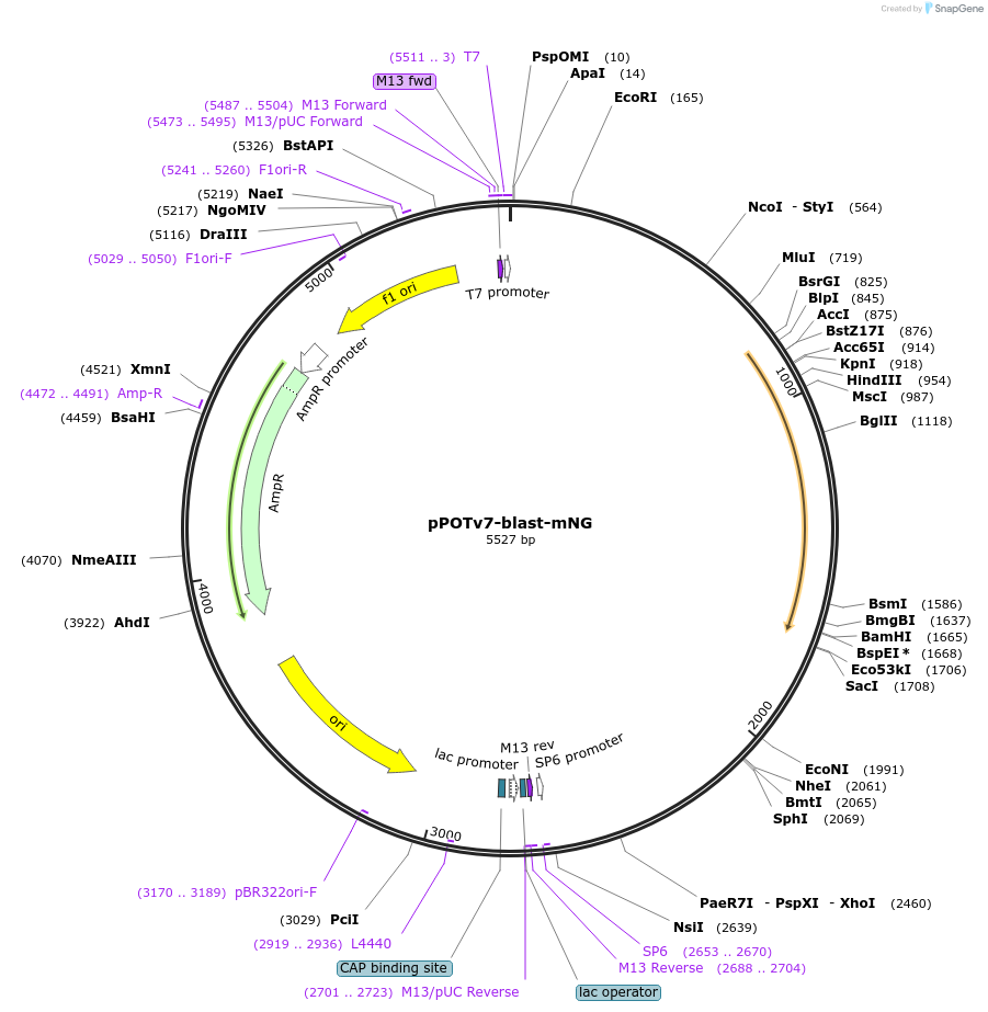 179817-plasmid-map-sequence-id-355468