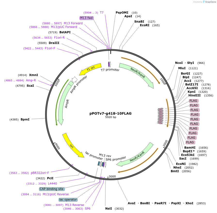 179812-plasmid-map-sequence-id-355470