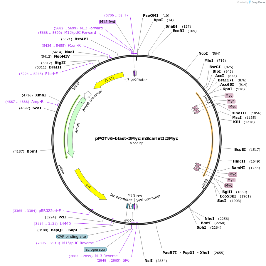 179802-plasmid-map-sequence-id-355471