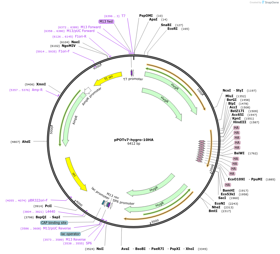 179816-plasmid-map-sequence-id-355472