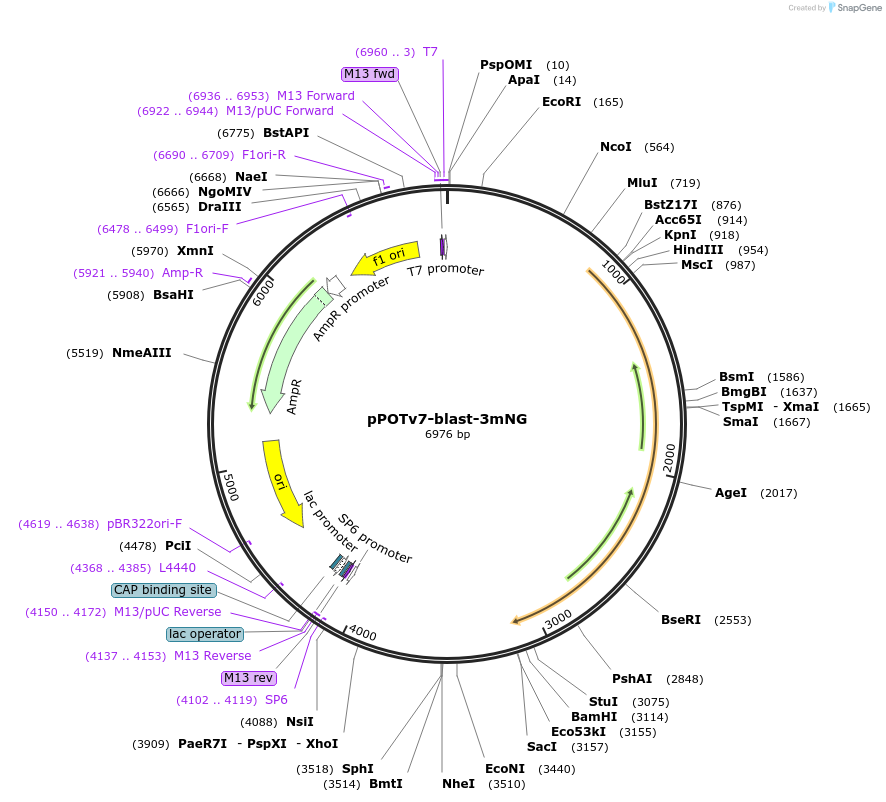 179831-plasmid-map-sequence-id-355473