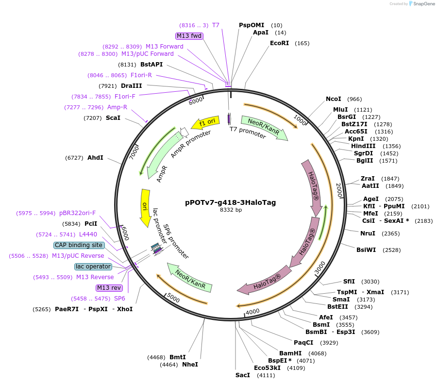 179829-plasmid-map-sequence-id-355475