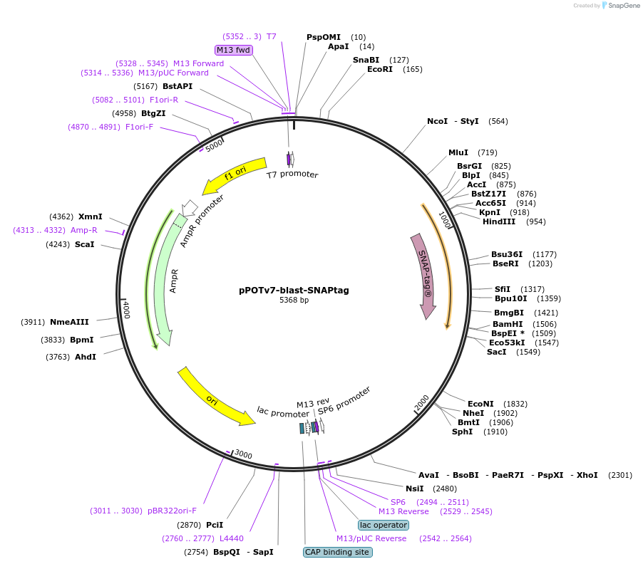 179786-plasmid-map-sequence-id-355521