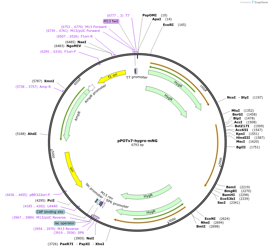 179819-plasmid-map-sequence-id-355523