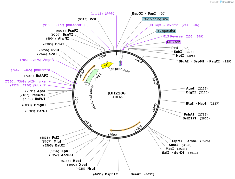 179250-plasmid-map-sequence-id-355536