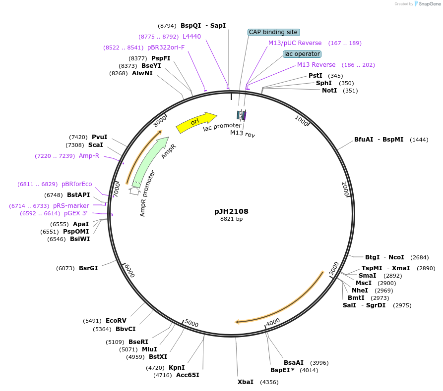 179252-plasmid-map-sequence-id-355539