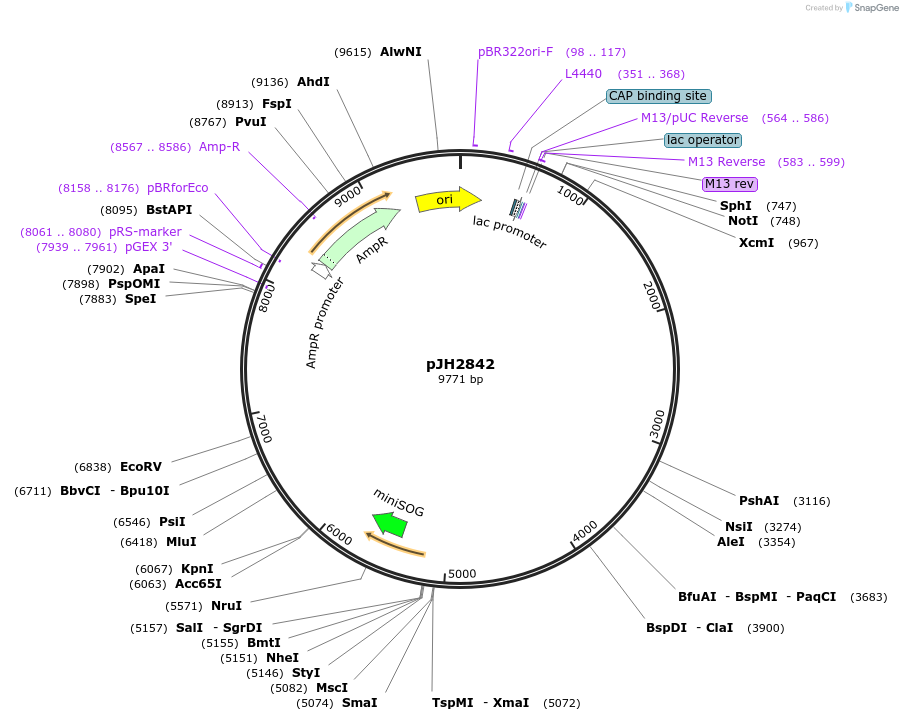 179540-plasmid-map-sequence-id-355543