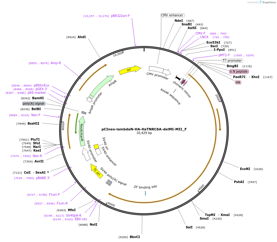 146298-plasmid-map-sequence-id-355549
