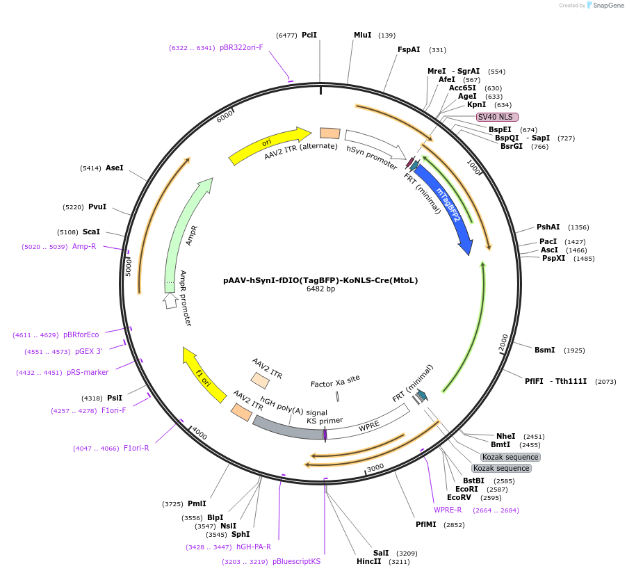 180587-plasmid-map-sequence-id-355550