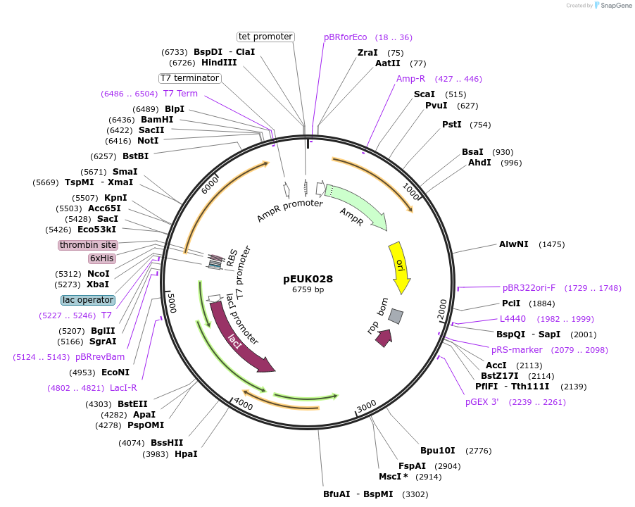 180826-plasmid-map-sequence-id-355555