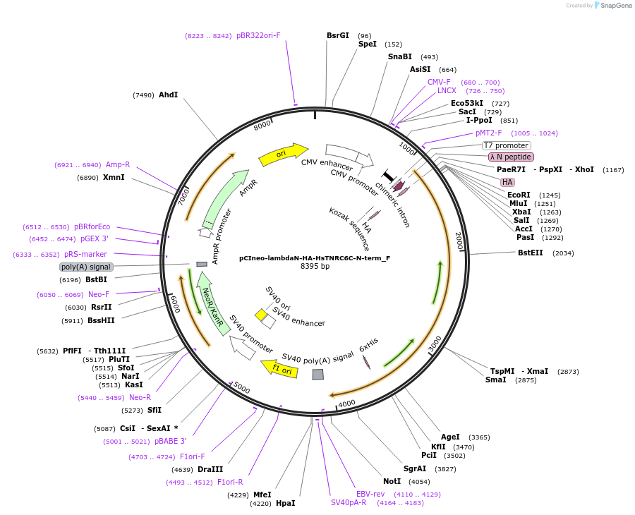 146313-plasmid-map-sequence-id-355556