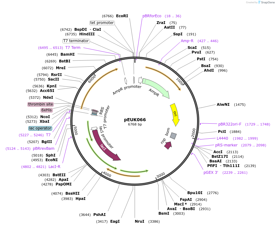 180830-plasmid-map-sequence-id-355559