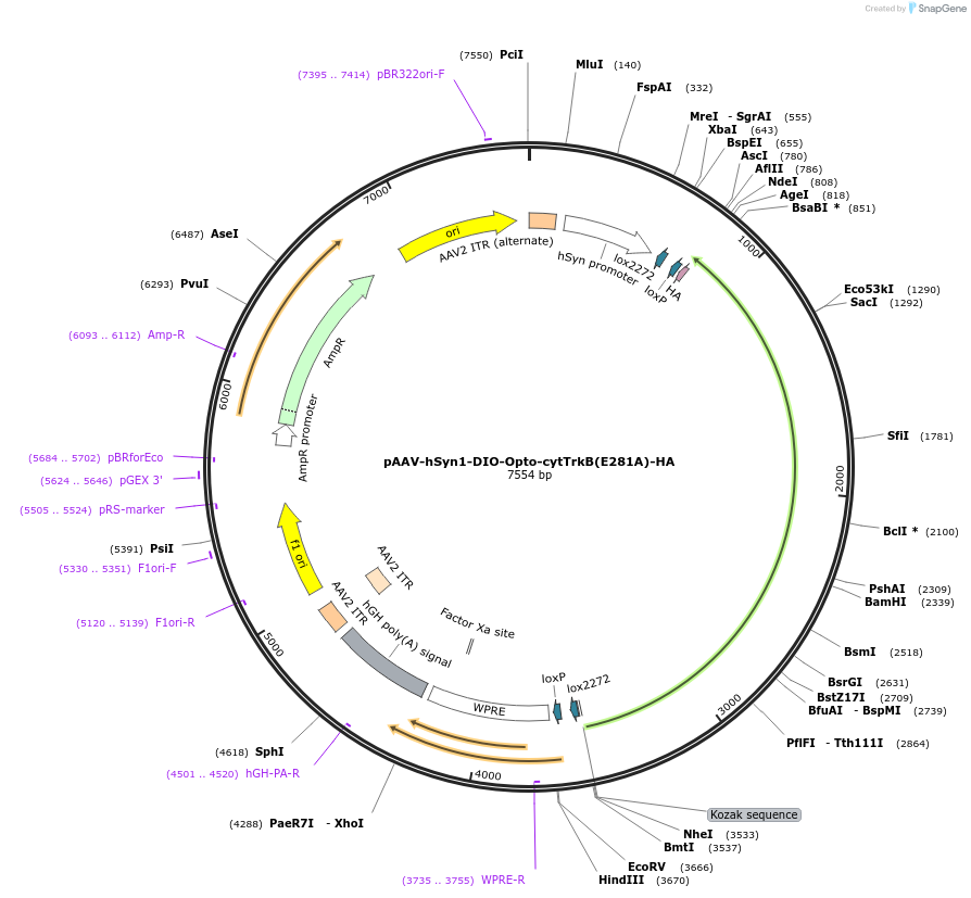 180590-plasmid-map-sequence-id-355561