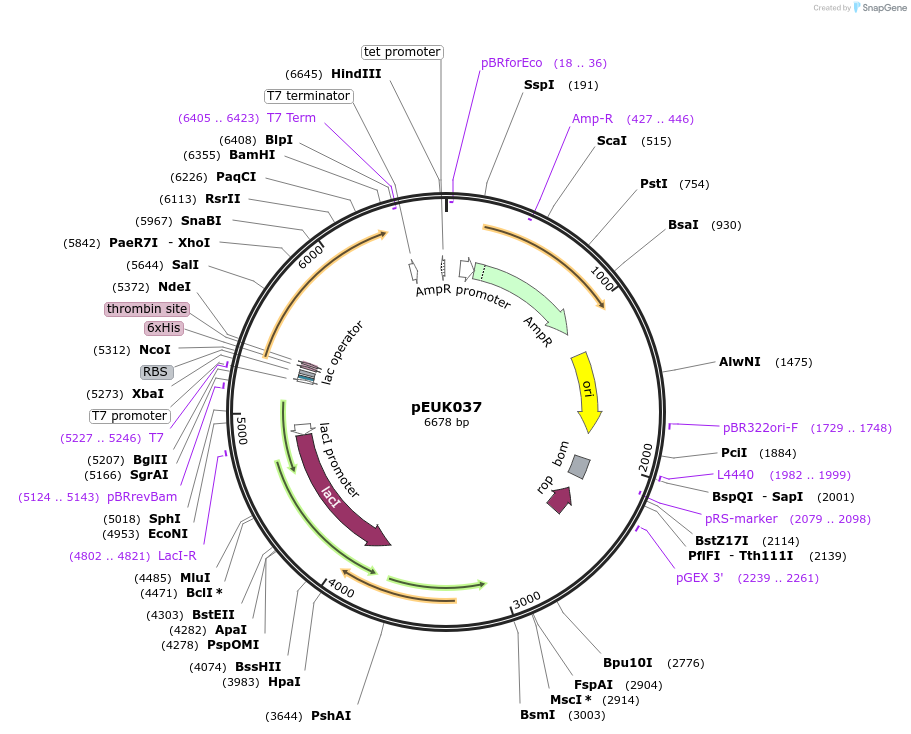 180829-plasmid-map-sequence-id-355562