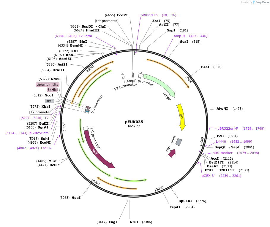 180827-plasmid-map-sequence-id-355564