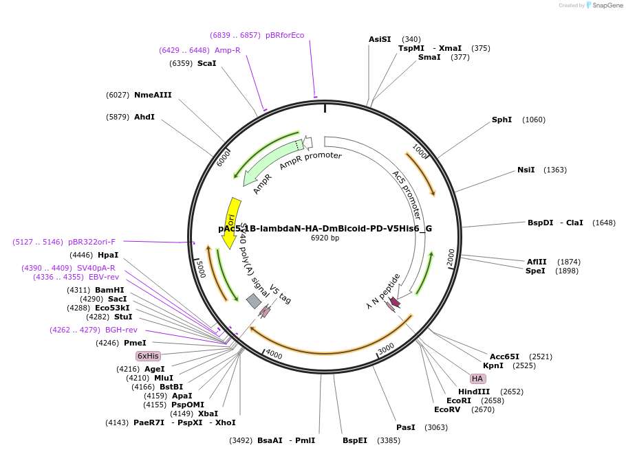 146358-plasmid-map-sequence-id-355567