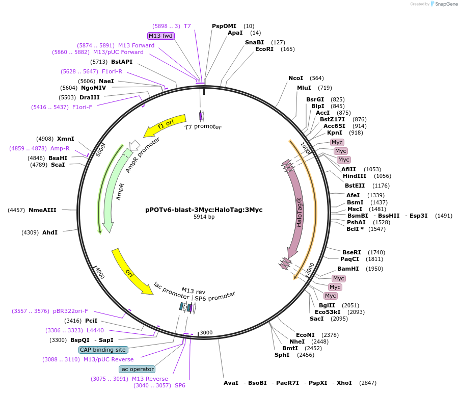 181943-plasmid-map-sequence-id-355568