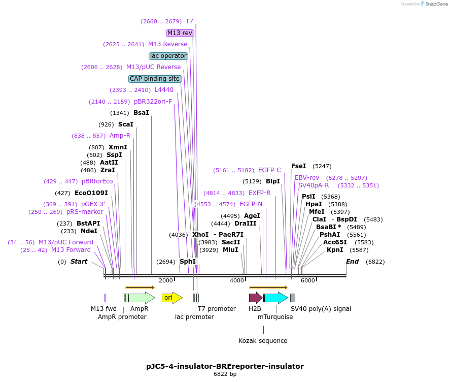 355569_map