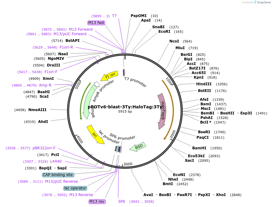 181942-plasmid-map-sequence-id-355571