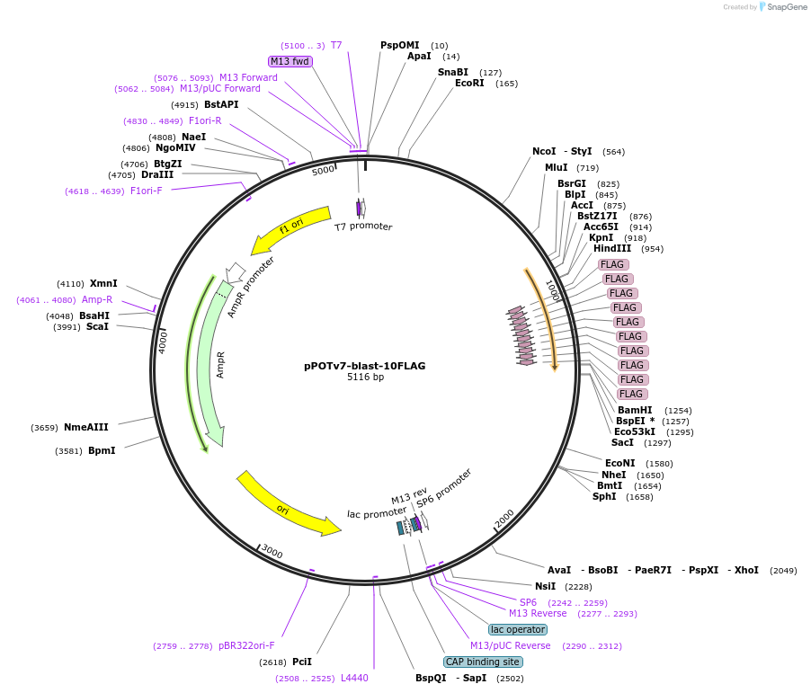 181940-plasmid-map-sequence-id-355572