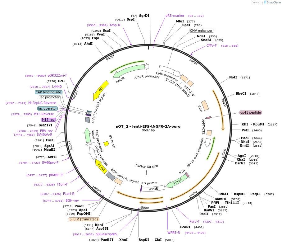 181971-plasmid-map-sequence-id-355573