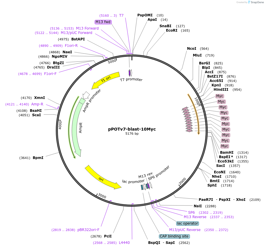 181939-plasmid-map-sequence-id-355574