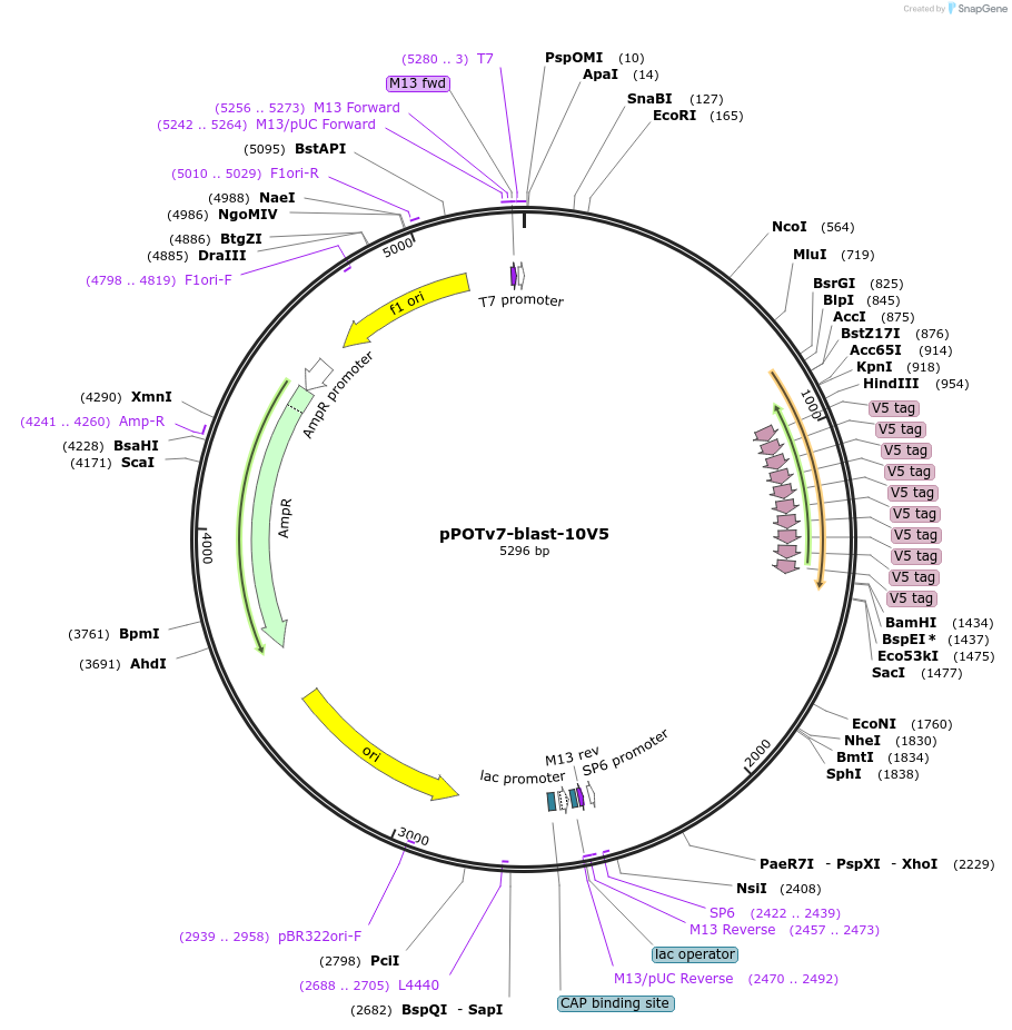 181938-plasmid-map-sequence-id-355575