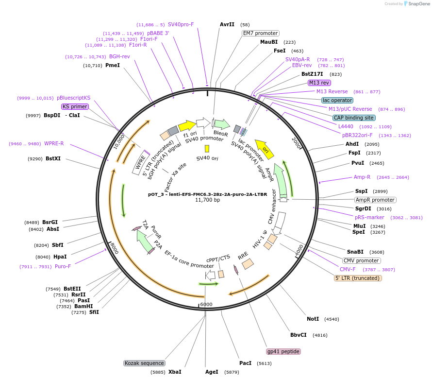 181972-plasmid-map-sequence-id-355576