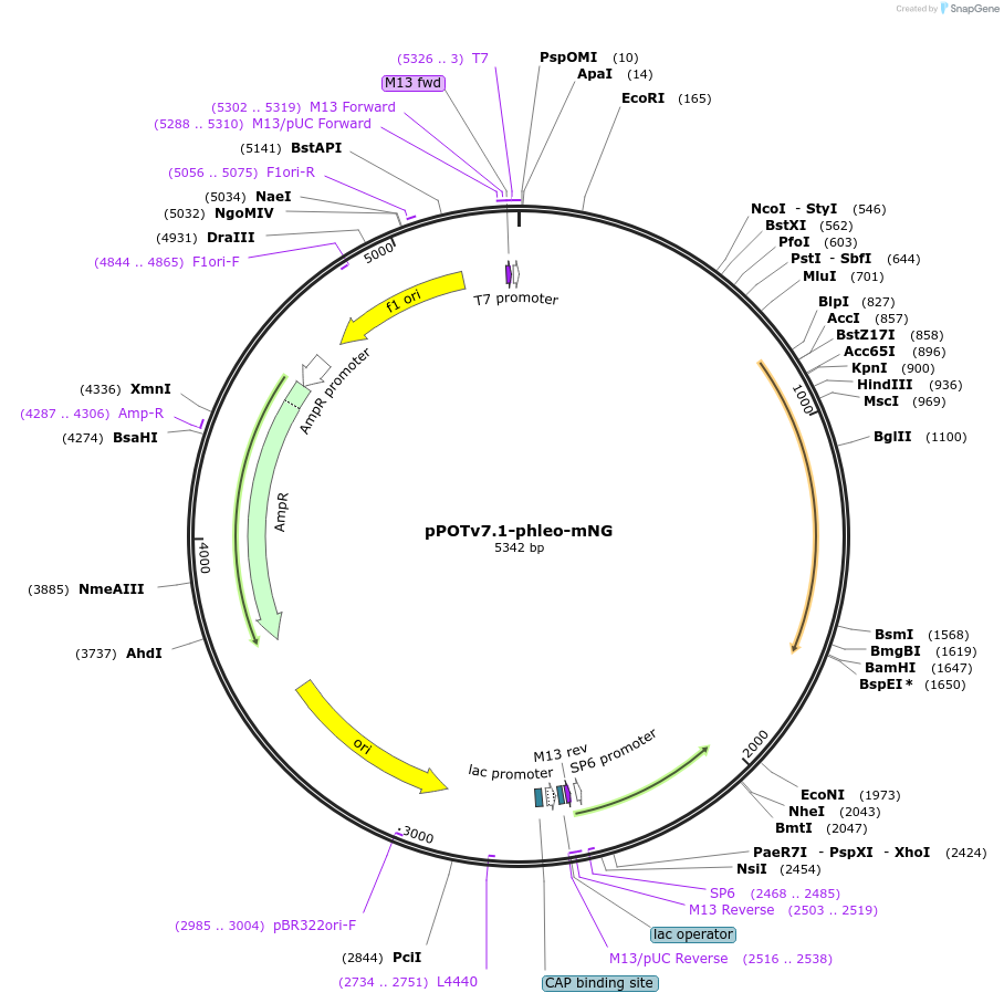 181935-plasmid-map-sequence-id-355613