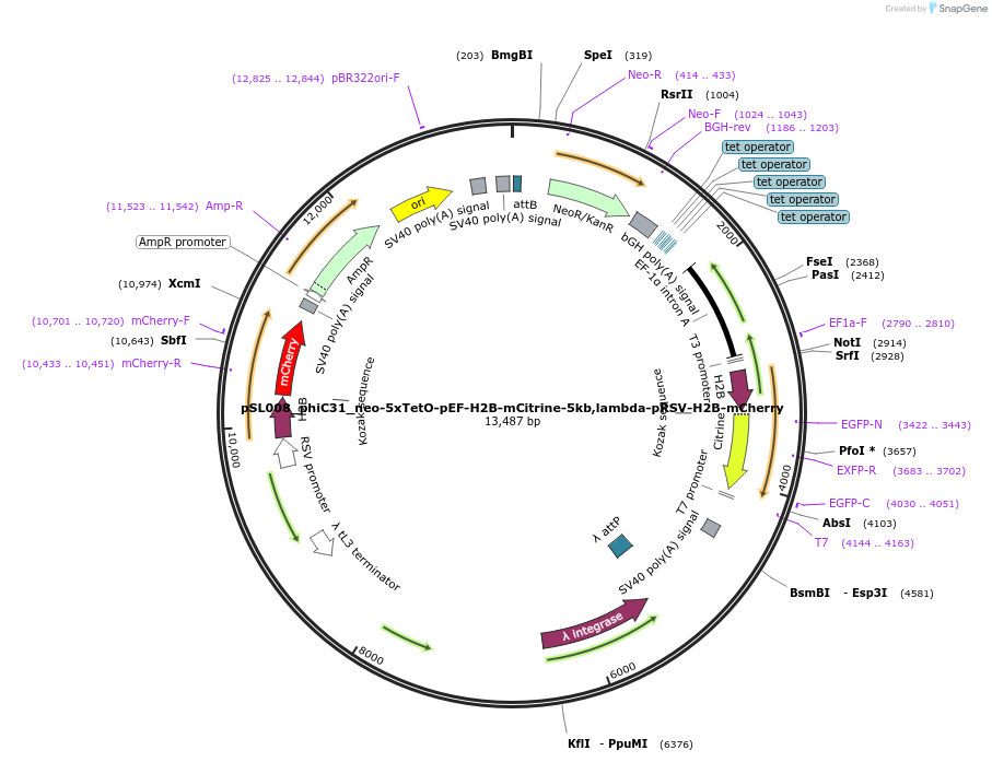 179426-plasmid-map-sequence-id-355614