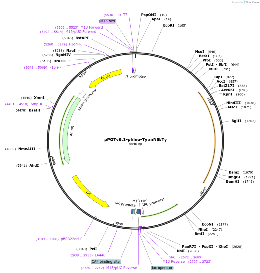 181936-plasmid-map-sequence-id-355615