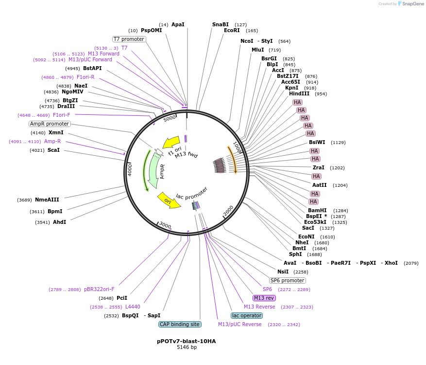 181941-plasmid-map-sequence-id-355617