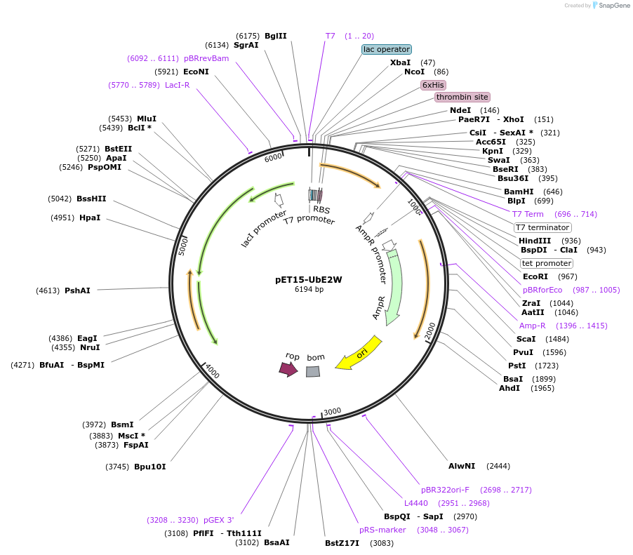 15809-plasmid-map-sequence-id-355619