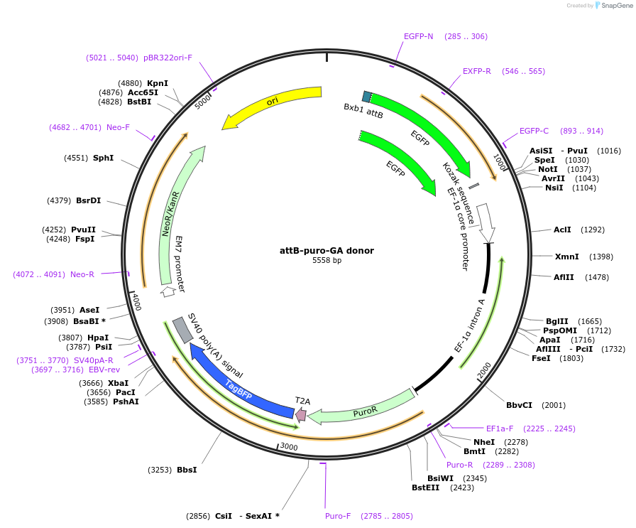 182138-plasmid-map-sequence-id-355629