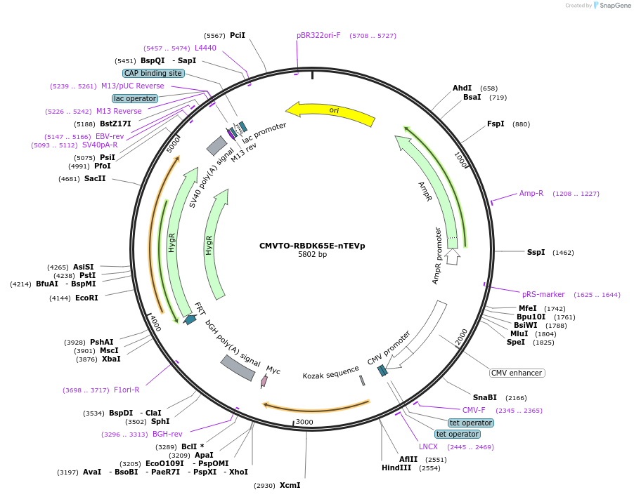 179666-plasmid-map-sequence-id-355632