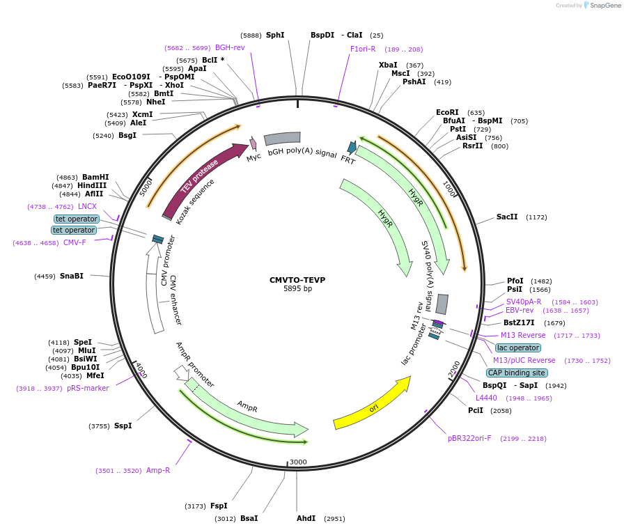 179657-plasmid-map-sequence-id-355633