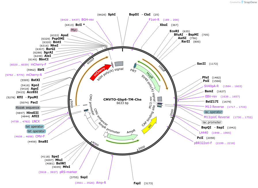 180022-plasmid-map-sequence-id-355643