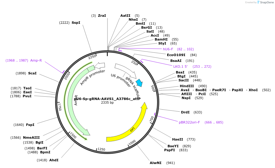 182143-plasmid-map-sequence-id-355646