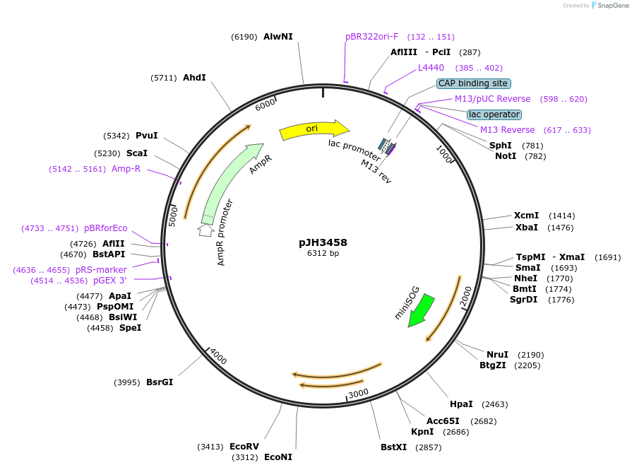 179573-plasmid-map-sequence-id-355657