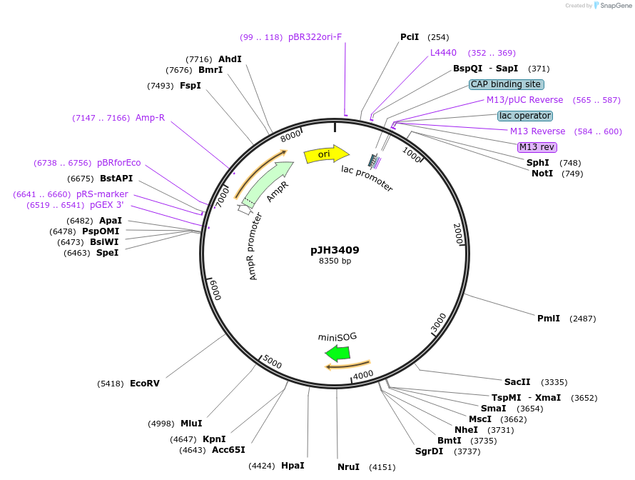 179574-plasmid-map-sequence-id-355658