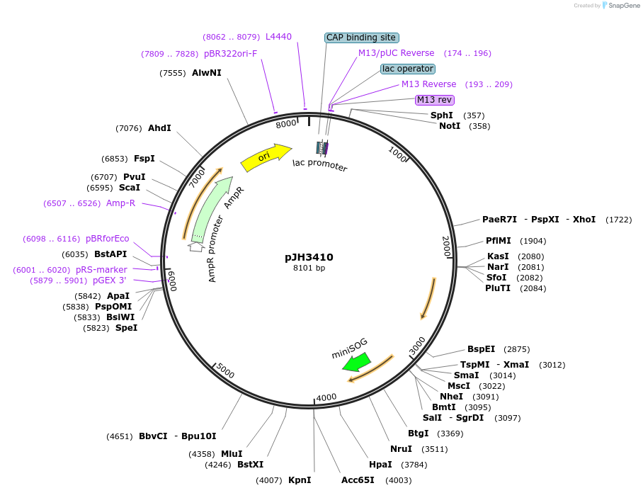179575-plasmid-map-sequence-id-355660
