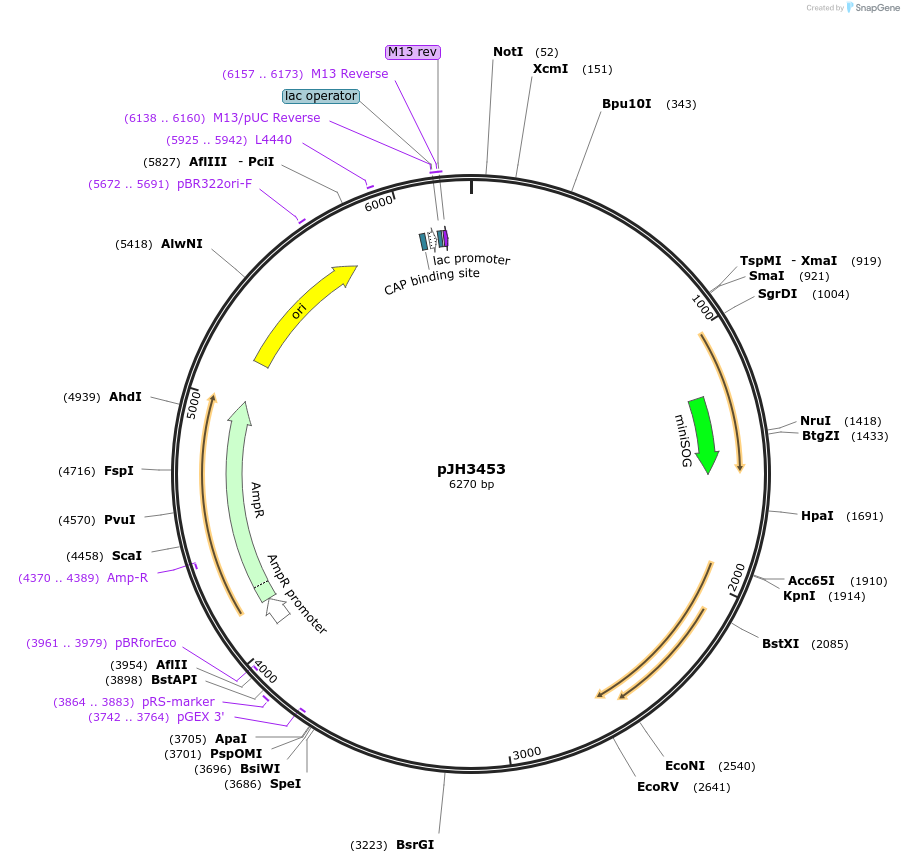 179577-plasmid-map-sequence-id-355668