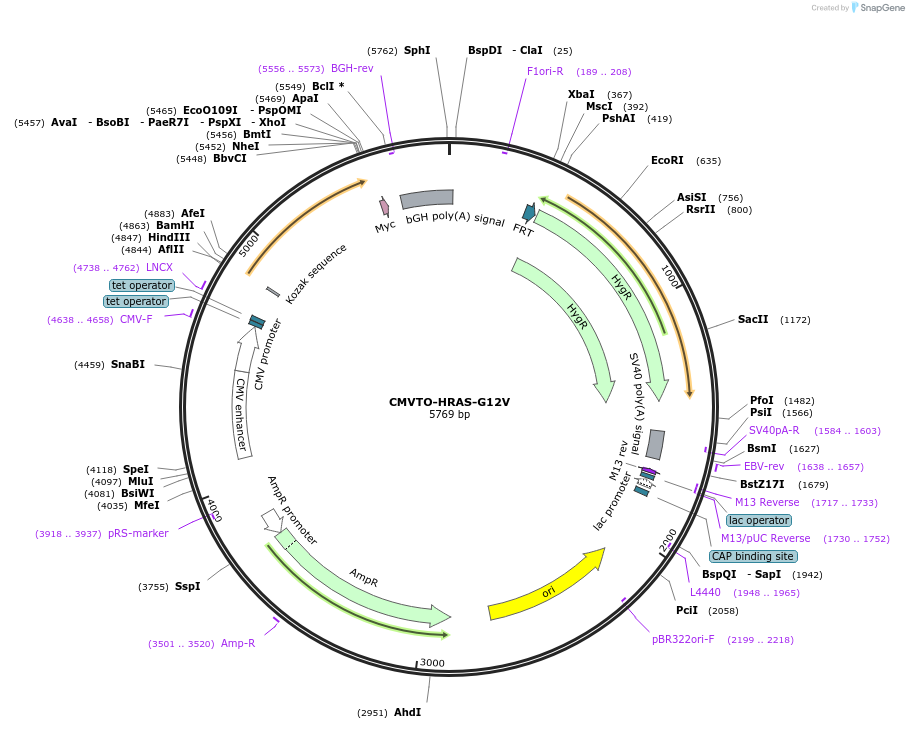 179652-plasmid-map-sequence-id-355671