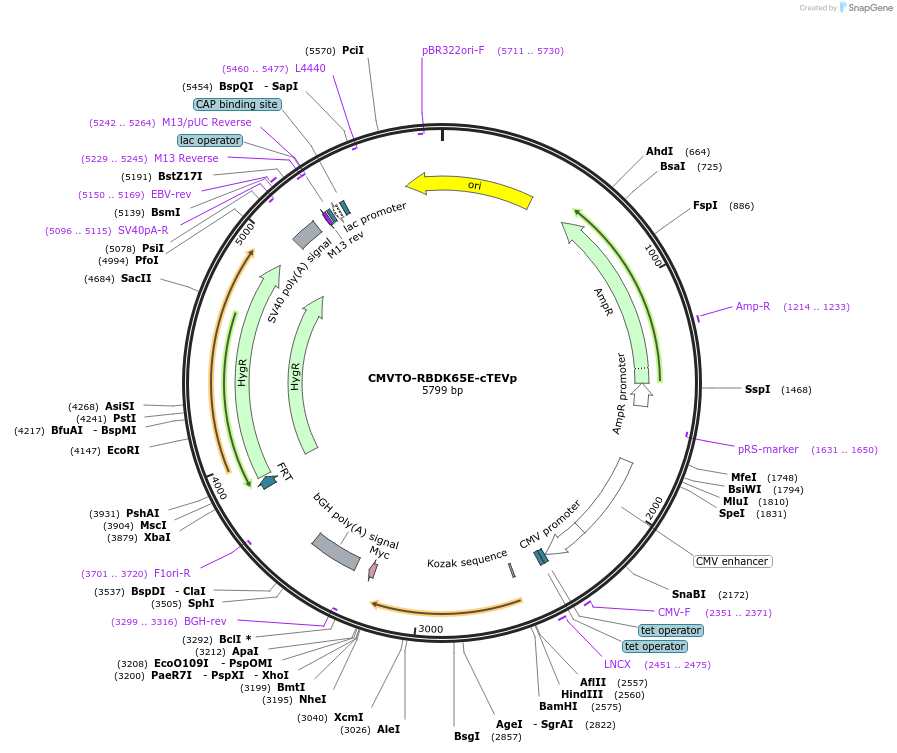 179667-plasmid-map-sequence-id-355672