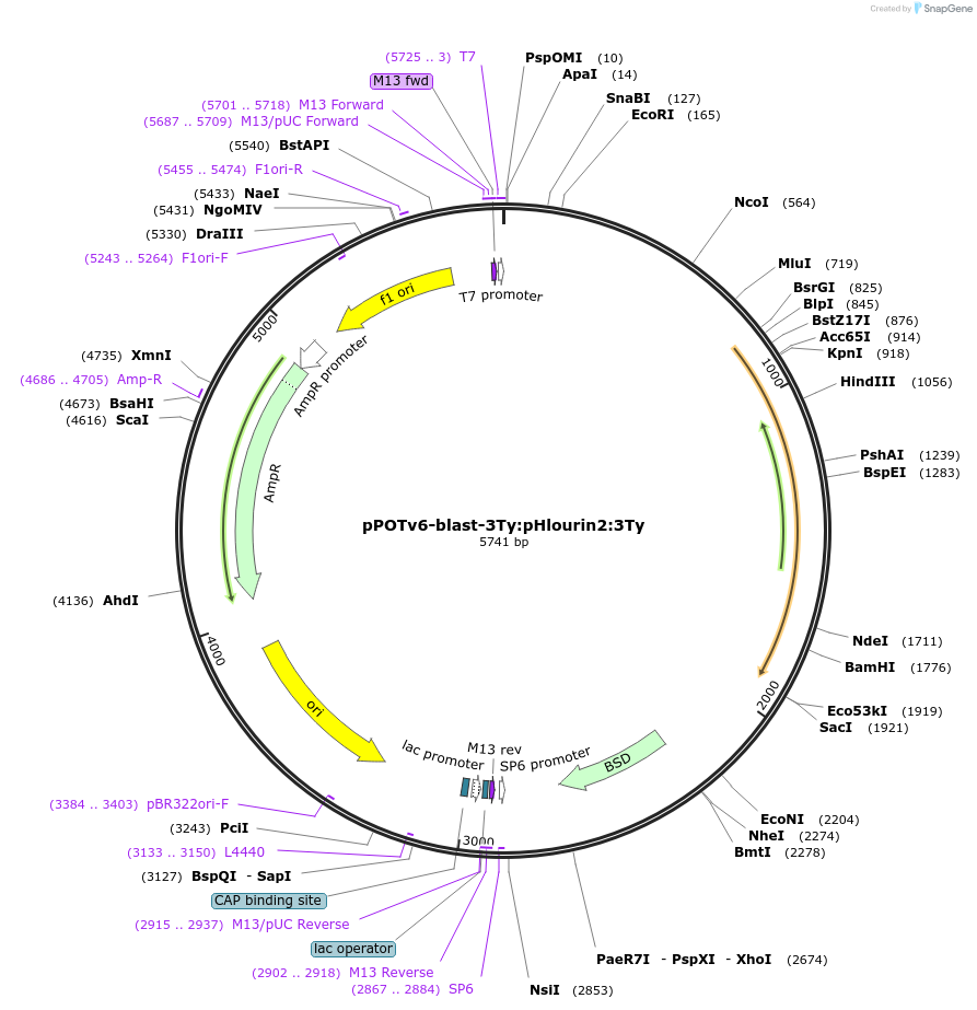 179806-plasmid-map-sequence-id-355675