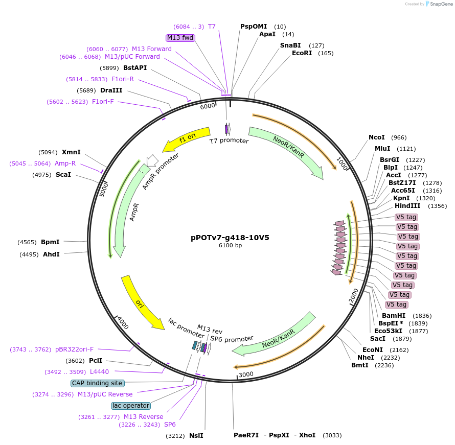 179810-plasmid-map-sequence-id-355696