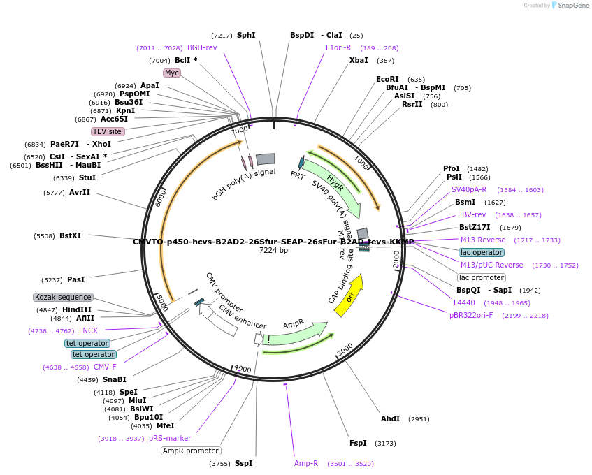 179644-plasmid-map-sequence-id-355726