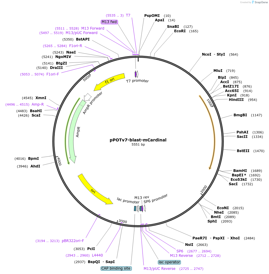 179796-plasmid-map-sequence-id-355729