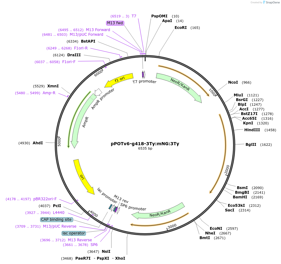 179800-plasmid-map-sequence-id-355730