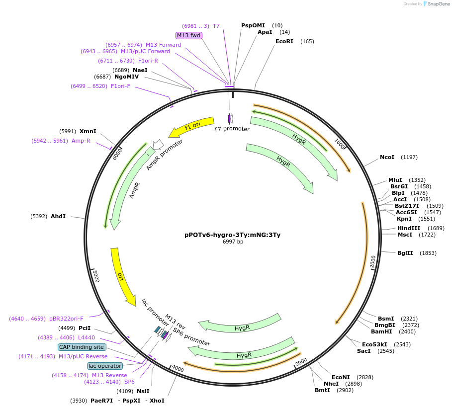 179799-plasmid-map-sequence-id-355731